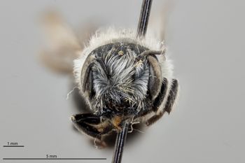 Media type: image;   Entomology 790493 Aspect: head frontal view